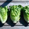 Romaine sla bakken