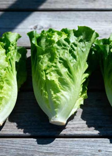 Romaine sla bakken