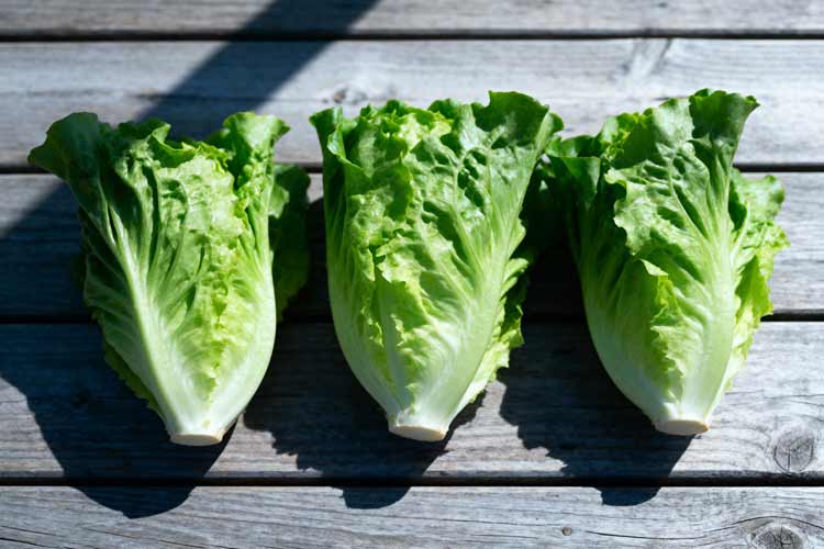 Romaine sla bakken